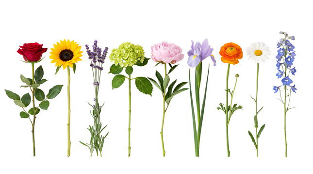 Various colorful flowers including rose sunflower lavender hydrangea peony iris ranunculus daisy and delphinium arranged in a neat row for floral decoration on transparent background