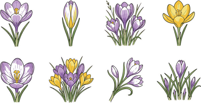 Colorful crocus flowers blooming in springtime