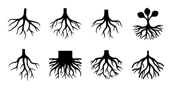 Different types of tree roots illustration - Simple black and white vector illustration showing various tree root structures and shapes for educational or design use.