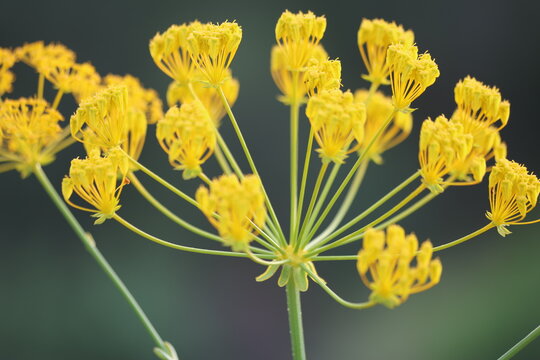 Yellow Ferulago Humilis Flowers Blooming Wild in a Mediterranean Field