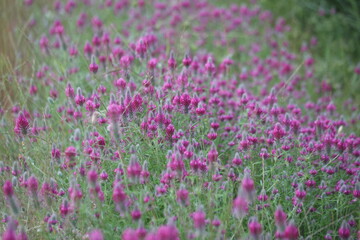 Obraz premium Vibrant Purple Clover Trifolium Purpureum Wildflowers in Beautiful Spring Meadow Close-Up