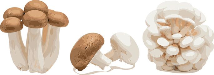 Realistic mushroom varieties vector illustration with brown caps white stems and oyster cluster for organic food design © Prodip