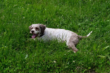Fototapeta premium Portrait eines Lagotto Romagnolo Hundes