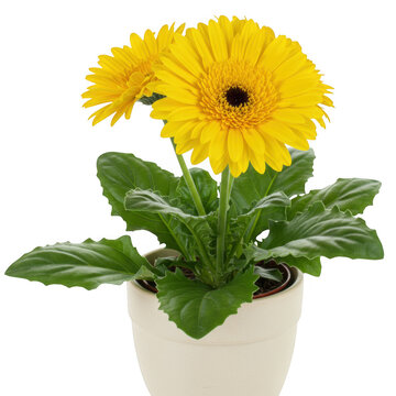Yellow gerbera daisy in pot isolated on transparent background
