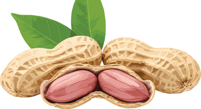 Realistic peanuts in shells vector illustration with split nut kernels and green leaves for healthy snack packaging design