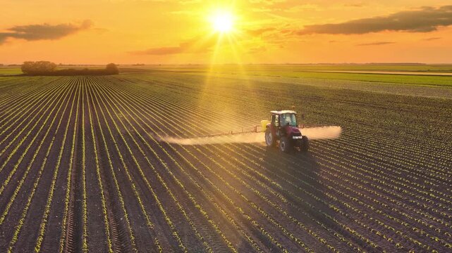 Aerial view of crop sprayer working on a corn field at sunset. Spring day beautiful landscape, rural scene. Drone shot of spraying corn to the increase crop yield.