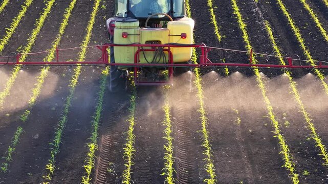 Aerial view of crop sprayer working on a corn field at sunset. Spring day beautiful landscape, rural scene. Drone shot of spraying corn to the increase crop yield.