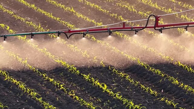 Aerial view of crop sprayer working on a corn field at sunset. Spring day beautiful landscape, rural scene. Drone shot of spraying corn to the increase crop yield.