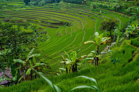Stunning Green Rice Terraces with Banana Trees on Tropical Hillside, Agricultural Landscape Java Indonesia