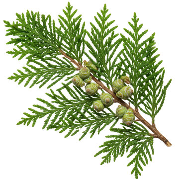 Eastern arborvitae branch with cones isolated on transparent background