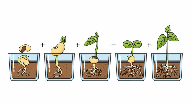 Five stages of a seed germinating and growing roots and leaves in soil