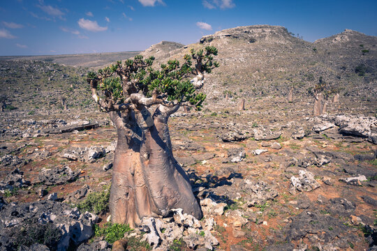 Bottle Tree in Desert Landscape of Socotra Island