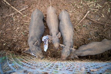 Overhead view of several young pigs gathered together in a muddy enclosure © Ivan