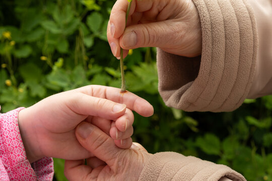 Treating a wart on child hand with natural yellow juice of greater celandine herb outdoors