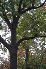Fototapeta premium Seasonal Park Trees and Nature