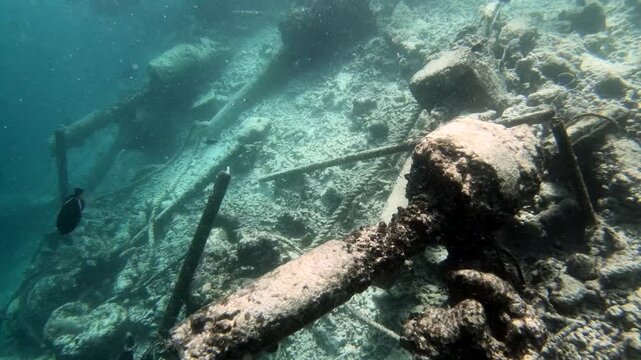 Submerged wreck and coral reef fish which live amongst or in close relation to coral reefs. Coral reefs form complex ecosystems with tremendous biodiversity. Among the myriad inhabitants