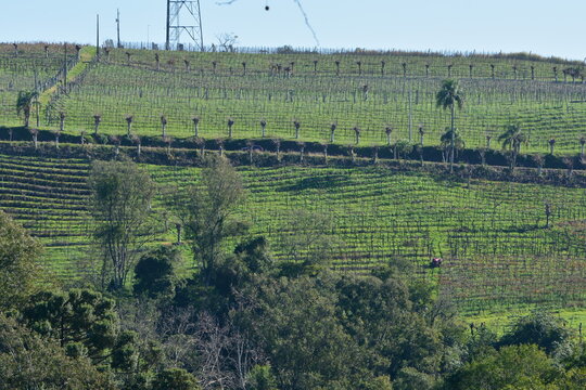 monte belo do sul - rs