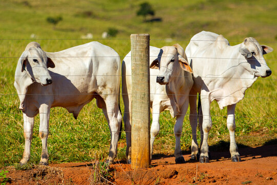 Um pequeno rebanho de bovinos em uma fazenda no Brasil.