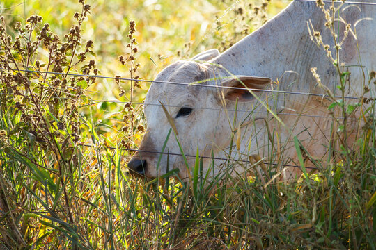 Close em um bovino se alimentando de capim no pasto de uma fazenda.