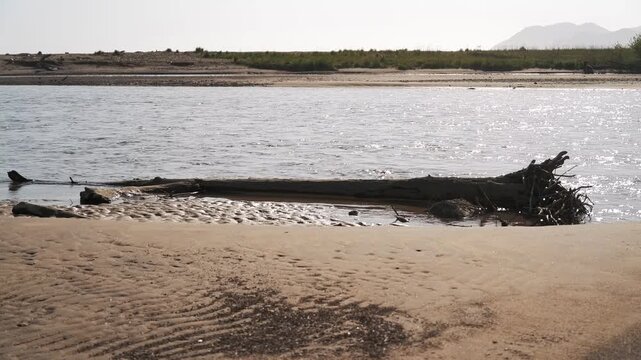 Driftwood washed up on a sandbar at a river mouth