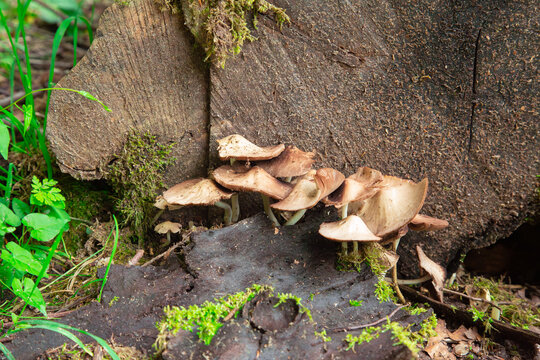 a large cluster of wild brown pluteus mushrooms growing at the base of an old cut wooden tree stump in a lush green summer forest environment