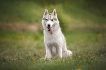 Happy Siberian Husky dog sitting on grass in spring park © Кристина Чижмар