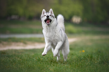 Playful Siberian Husky dog running on green meadow © Кристина Чижмар
