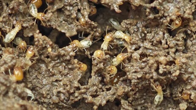 termite nest structure with soil texture
