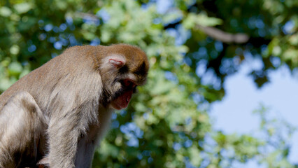 Fototapeta premium Rhesus Macaque Sitting Calmly in Profile Against a Lush Forest Canopy