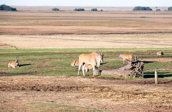 Parc priv&eacute;e en Afrique du Sud vec troupeau d'antilopes
