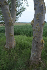 Fototapeta premium Tree trunks with textured bark and lichen patches stand in a grassy field
