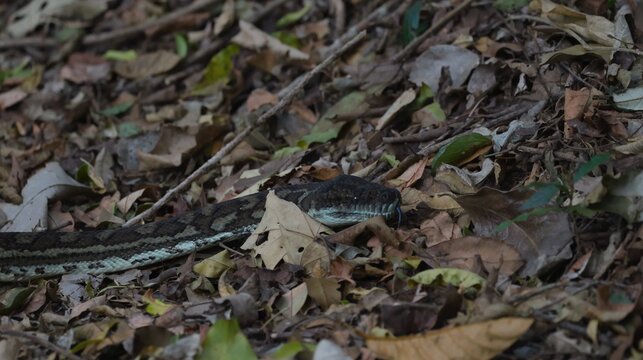 Carpet Python Slithering Through Dry Leaf Litter in Binna Burra Forest