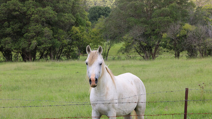 Fototapeta premium White Horse Standing Behind a Barbed Wire Fence in Green Pasture