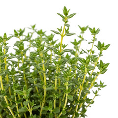 Obraz premium Fresh green thyme herb isolated on white background