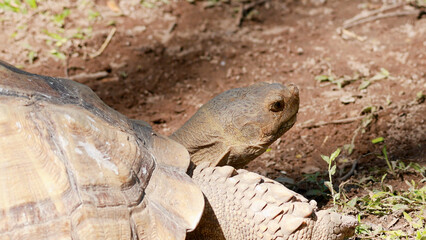 Obraz premium Close-up of an African-spurred Tortoise Head and Shell on Dirt Ground