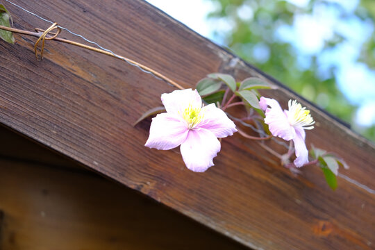 Tiny pink clematis flowers grow on old wooden planks
