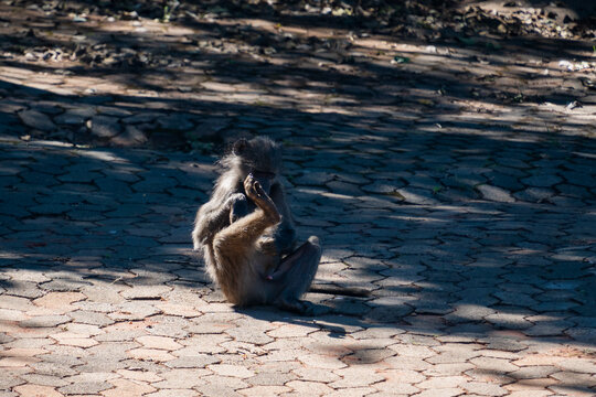 Singe en train de faire la toilette en Afrique du Sud