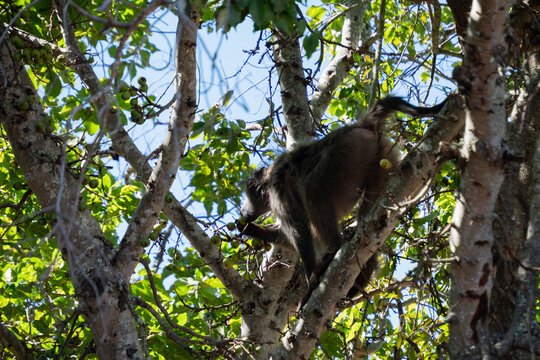 Singe dans un arbre en train de faire la cueillette 