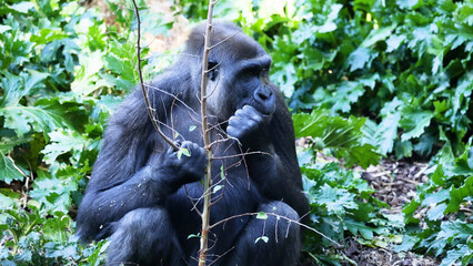 Fototapeta premium Western Lowland Gorilla Sitting and Eating Plants in Lush Green Environment