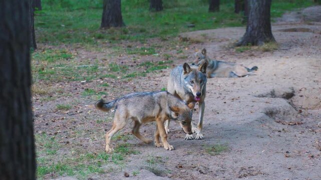 A pack of wolves in the forest in summer. Pride of wolves of predators near the lair. Wild nature. Young and old wolf, she-wolf in natural habitat. Shot from the hideout.