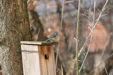 Blue Tit Perched on Wooden Birdhouse in Natural Habitat © Echo Visuals
