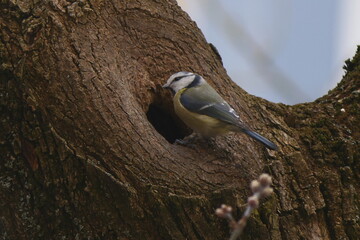 Great Tit Bird Perched on Tree Trunk Near Nesting Hole in Natural Habitat © Echo Visuals