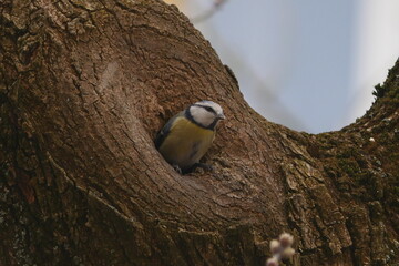 Eurasian Blue Tit Perched in Tree Hollow in Natural Habitat © Echo Visuals