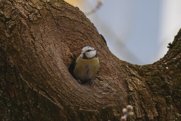 Eurasian Blue Tit Perched in Tree Hollow with Natural Background © Echo Visuals
