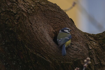 Eurasian Blue Tit Perched in Tree Hollow with Natural Bark Texture © Echo Visuals