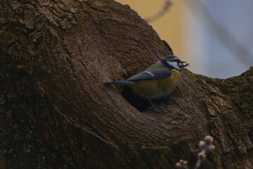 Eurasian Blue Tit Perched on Tree Trunk in Natural Habitat © Echo Visuals