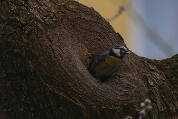 Great Tit Bird in Tree Hollow with Natural Bark Texture © Echo Visuals