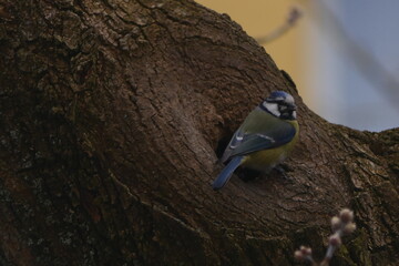 Eurasian Blue Tit Perched on Tree Trunk in Natural Habitat © Echo Visuals
