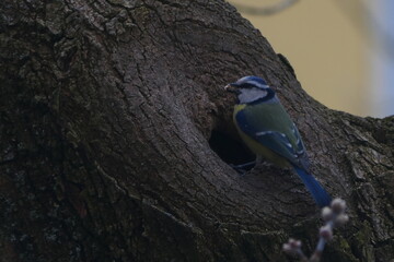Great Tit Bird Perched on Tree Trunk with Natural Background © Echo Visuals