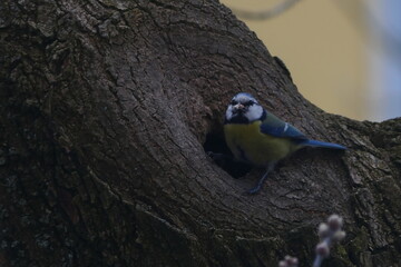 Blue Tit Bird Nesting in Tree Trunk with Natural Background © Echo Visuals